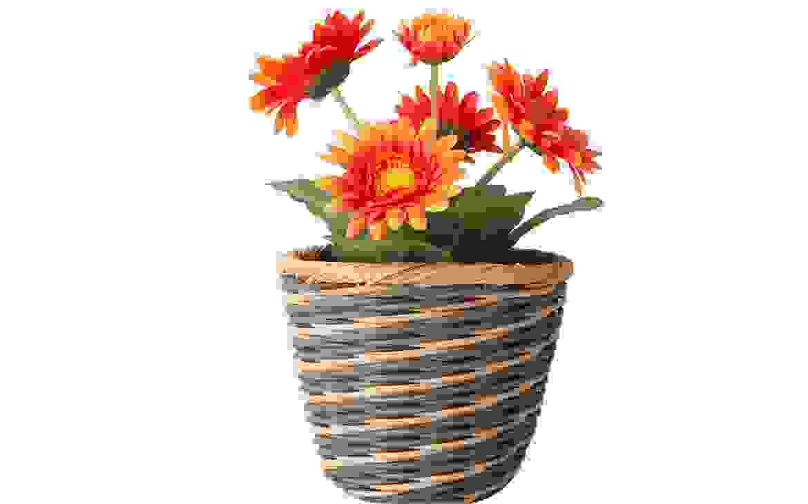 portfolio-image